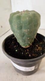 MATRIZ MATUCANA MADISONIORUM Nº 295 – vaso 15 - Imagem 10