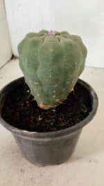 MATRIZ MATUCANA MADISONIORUM Nº 295 – vaso 15 - Imagem 9