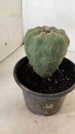 MATRIZ MATUCANA MADISONIORUM Nº 295 – vaso 15 - Imagem 8