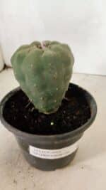 MATRIZ MATUCANA MADISONIORUM Nº 295 – vaso 15 - Imagem 7