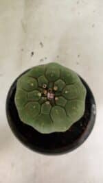 MATRIZ MATUCANA MADISONIORUM Nº 295 – vaso 15 - Imagem 3