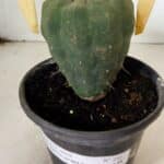 MATRIZ MATUCANA MADISONIORUM Nº 295 – vaso 15