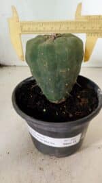 MATRIZ MATUCANA MADISONIORUM Nº 295 – vaso 15