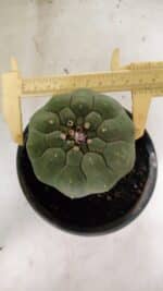 MATRIZ MATUCANA MADISONIORUM Nº 295 – vaso 15 - Imagem 5