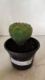 MATRIZ MATUCANA MADISONIORUM Nº 296 – vaso 15 - Imagem 2