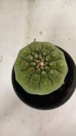 MATRIZ MATUCANA MADISONIORUM Nº 296 – vaso 15 - Imagem 10