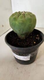 MATRIZ MATUCANA MADISONIORUM Nº 296 – vaso 15 - Imagem 9