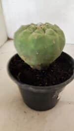 MATRIZ MATUCANA MADISONIORUM Nº 296 – vaso 15 - Imagem 8