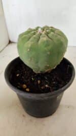 MATRIZ MATUCANA MADISONIORUM Nº 296 – vaso 15 - Imagem 7