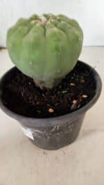 MATRIZ MATUCANA MADISONIORUM Nº 296 – vaso 15 - Imagem 6