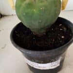 MATRIZ MATUCANA MADISONIORUM Nº 296 – vaso 15