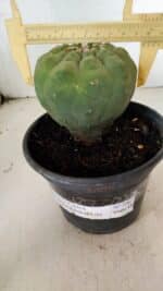 MATRIZ MATUCANA MADISONIORUM Nº 296 – vaso 15