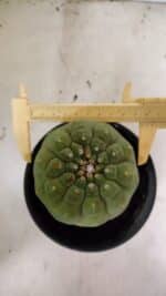 MATRIZ MATUCANA MADISONIORUM Nº 296 – vaso 15 - Imagem 4