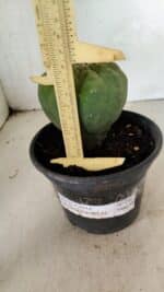 MATRIZ MATUCANA MADISONIORUM Nº 296 – vaso 15 - Imagem 3