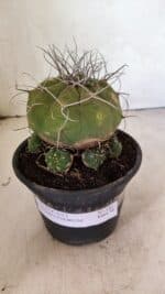 MATRIZ MATUCANA MADISONIORUM Nº 340 – vaso 15 - Imagem 2