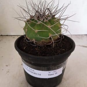 MATUCANA MADISONIORUM Nº 340 – vaso 15