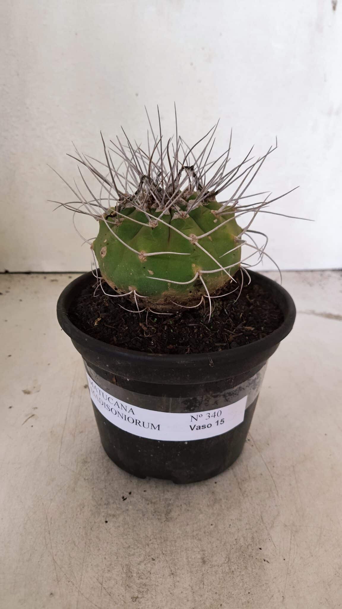 MATUCANA 340 (1) MATUCANA MADISONIORUM Nº 340 – vaso 15 - Imagem 1