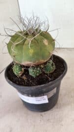 MATRIZ MATUCANA MADISONIORUM Nº 340 – vaso 15 - Imagem 5