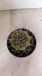 MATUCANA MADISONIORUM Nº 340 – vaso 15 - Imagem 3