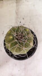 MATRIZ MATUCANA MADISONIORUM Nº 340 – vaso 15 - Imagem 3