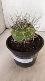 MATUCANA MADISONIORUM Nº 340 – vaso 15 - Imagem 6