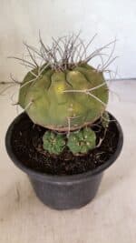 MATRIZ MATUCANA MADISONIORUM Nº 340 – vaso 15 - Imagem 6