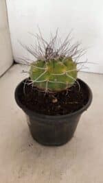 MATUCANA MADISONIORUM Nº 340 – vaso 15 - Imagem 7