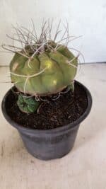 MATRIZ MATUCANA MADISONIORUM Nº 340 – vaso 15 - Imagem 7