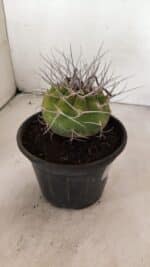 MATUCANA MADISONIORUM Nº 340 – vaso 15 - Imagem 8