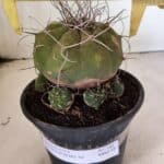 MATRIZ MATUCANA MADISONIORUM Nº 340 – vaso 15