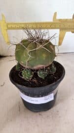 MATRIZ MATUCANA MADISONIORUM Nº 340 – vaso 15