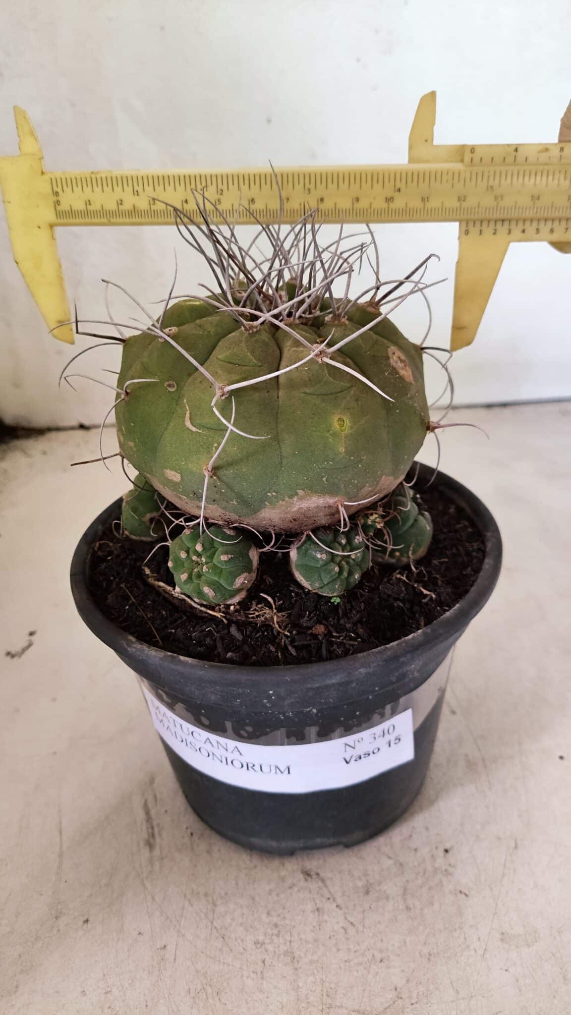 MATUCANA 340 (6) MATRIZ MATUCANA MADISONIORUM Nº 340 – vaso 15 - Imagem 1