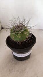 MATUCANA MADISONIORUM Nº 340 – vaso 15 - Imagem 9