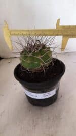 MATUCANA MADISONIORUM Nº 340 – vaso 15 - Imagem 4