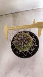 MATUCANA MADISONIORUM Nº 340 – vaso 15 - Imagem 5