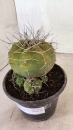 MATRIZ MATUCANA MADISONIORUM Nº 341 – vaso 15 - Imagem 5