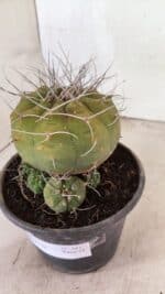 MATRIZ MATUCANA MADISONIORUM Nº 341 – vaso 15 - Imagem 10