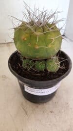 MATRIZ MATUCANA MADISONIORUM Nº 341 – vaso 15 - Imagem 9