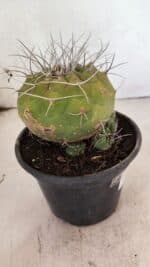 MATRIZ MATUCANA MADISONIORUM Nº 341 – vaso 15 - Imagem 8