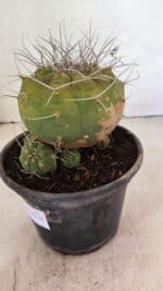 MATRIZ MATUCANA MADISONIORUM Nº 341 – vaso 15 - Imagem 6