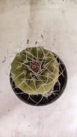 MATRIZ MATUCANA MADISONIORUM Nº 341 – vaso 15 - Imagem 3