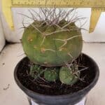 MATRIZ MATUCANA MADISONIORUM Nº 341 – vaso 15