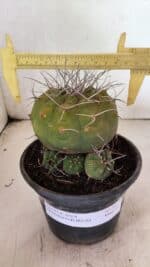 MATRIZ MATUCANA MADISONIORUM Nº 341 – vaso 15