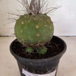 MATUCANA MADISONIORUM Nº 330 – vaso 15