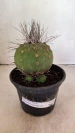 MATUCANA MADISONIORUM Nº 330 – vaso 15
