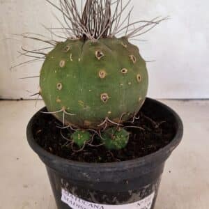 MATUCANA MADISONIORUM Nº 330 – vaso 15