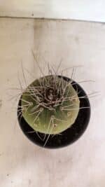 MATUCANA MADISONIORUM Nº 330 – vaso 15 - Imagem 3