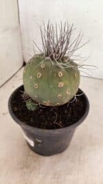 MATUCANA MADISONIORUM Nº 330 – vaso 15 - Imagem 8