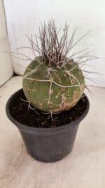 MATUCANA MADISONIORUM Nº 330 – vaso 15 - Imagem 7