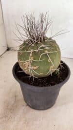 MATUCANA MADISONIORUM Nº 330 – vaso 15 - Imagem 6
